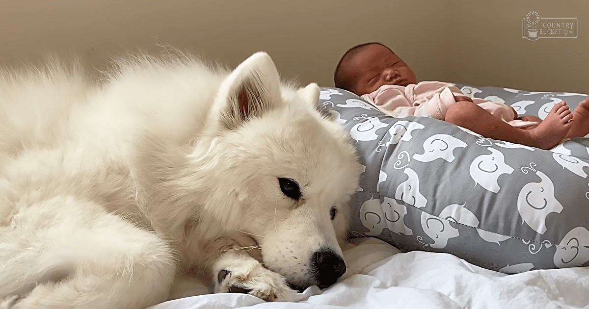 A white Samoyed dog and an infant in a light pink onesie in a bedroom with soft lighting, neutral walls, and elephant-patterned pillow.