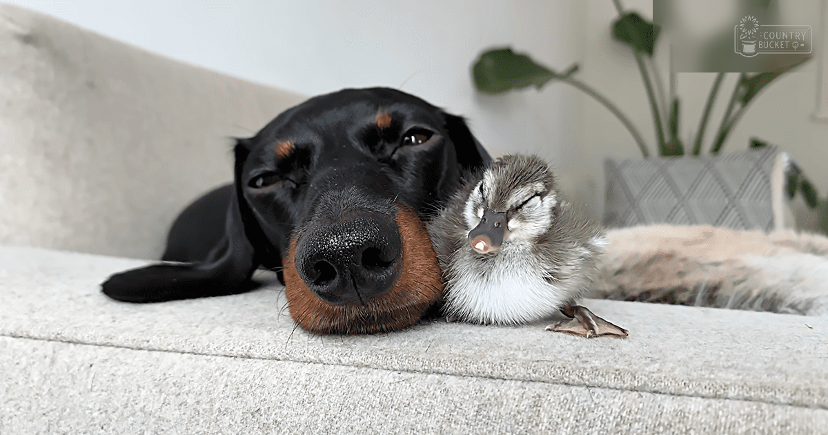 A black dog with brown markings, likely a Doberman Pinscher or similar breed, rests on a light-colored couch alongside a small Muscovy duckling in an indoor setting.
