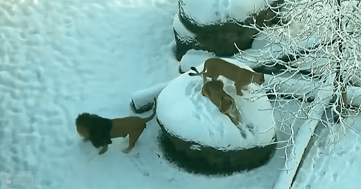 Two dogs in a snowy outdoor setting with one appearing to be a golden retriever or similar breed, partially obscured by snow. The other dog has a reddish-brown coat and is likely a puppy.