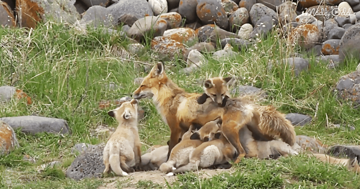A family of red foxes in a lush, green outdoor setting with grassy terrain and rocks, likely during spring or summer.