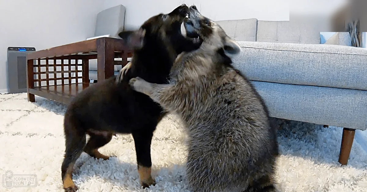 A medium-sized black dog with tan markings interacts with a raccoon in an indoor living room setting with a sofa, table, and air purifier under natural light.