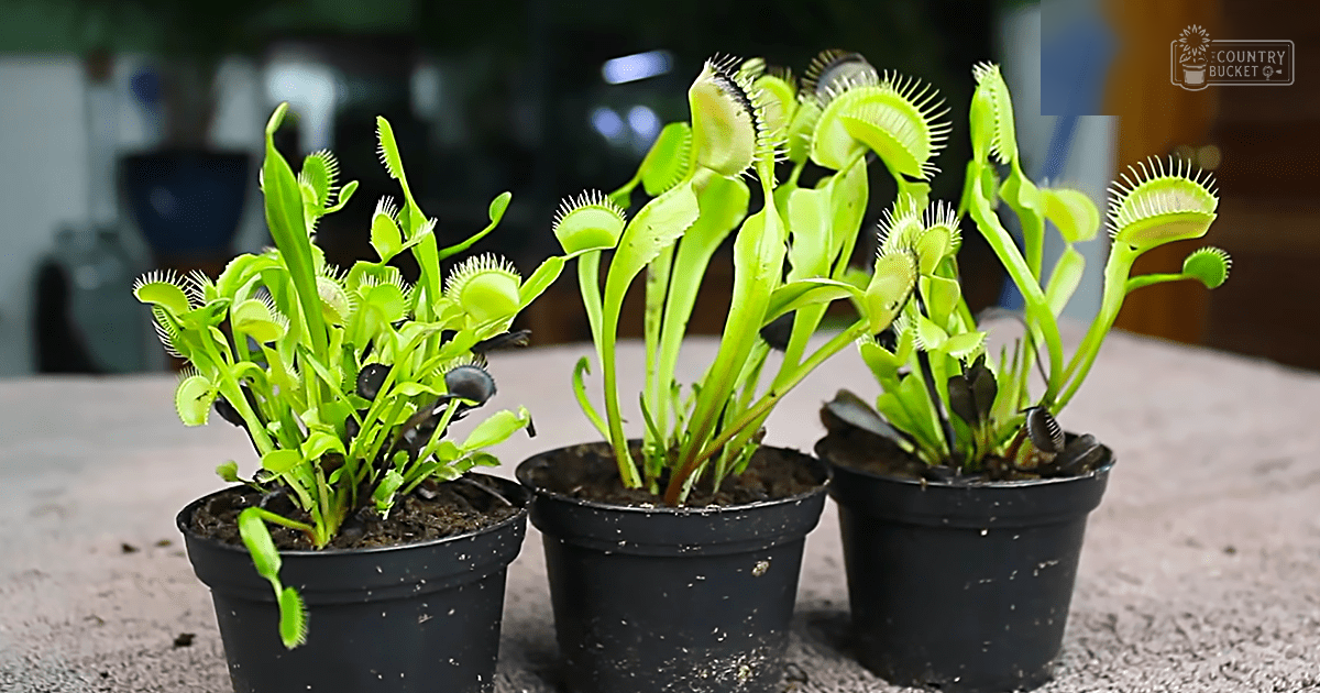 Three potted Venus flytraps on a textured surface indoors with soft lighting.