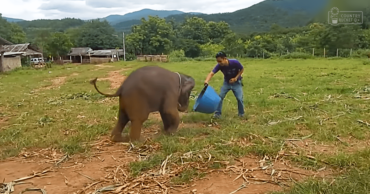 A juvenile to young adult domesticated Asian elephant in a rural setting with greenery and mountains, near an adult male wearing a dark purple t-shirt and blue jeans holding a blue bucket.