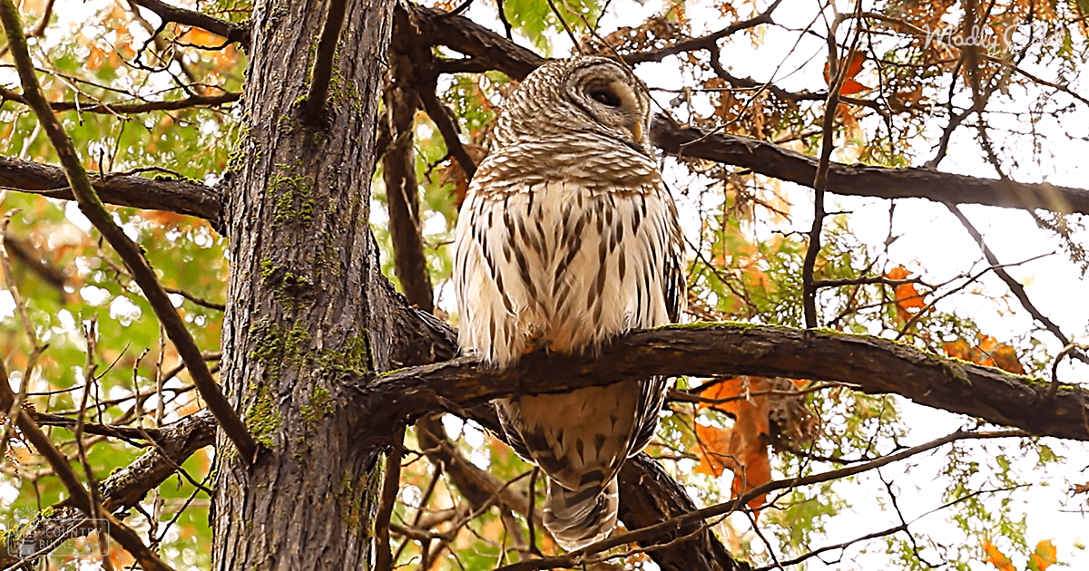 An adult Barred Owl with white and black striped markings perched in a tree surrounded by autumn foliage, suggesting daytime late afternoon light.