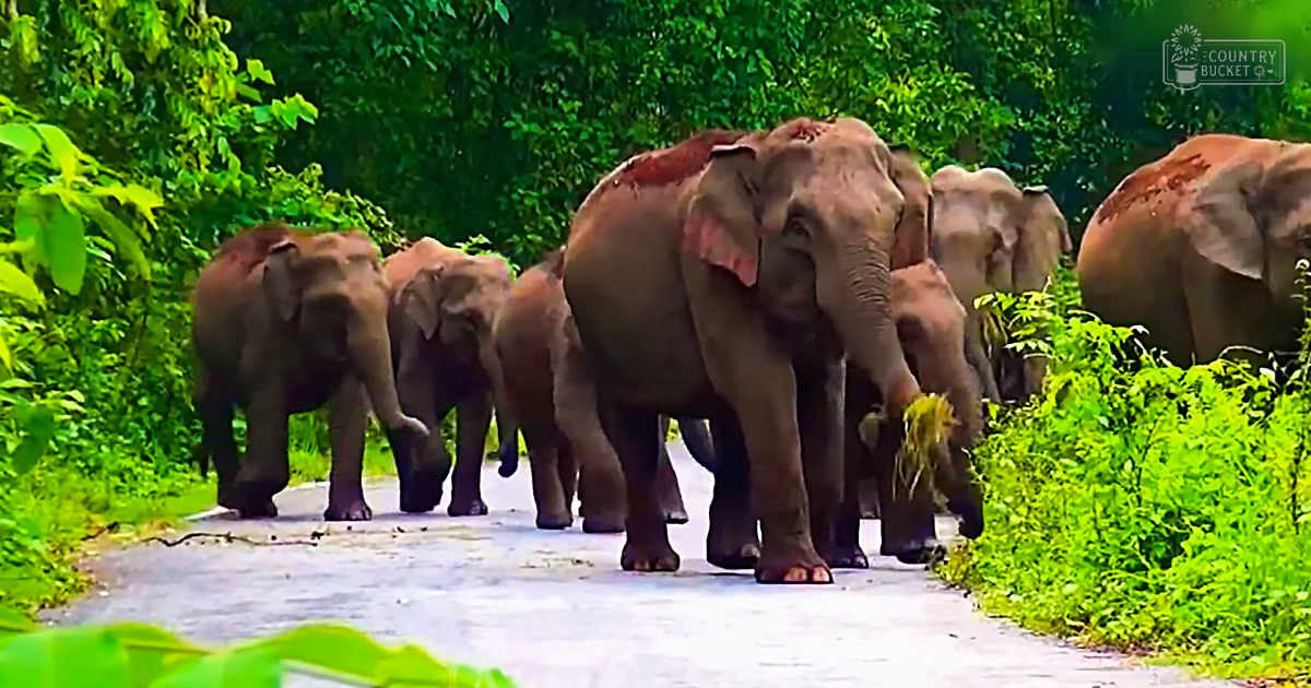 A herd of Asian elephant adults and younger individuals in a lush forested area with dense greenery and a paved path.