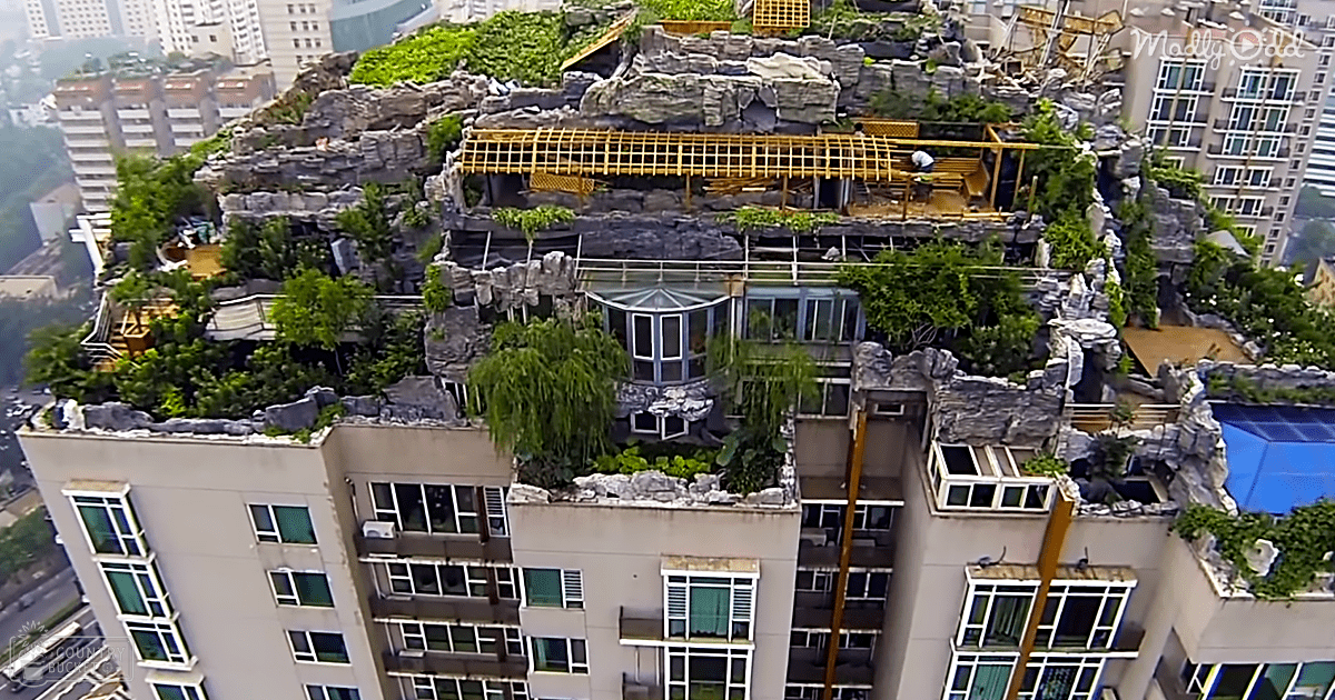 A rooftop garden with artificial rock formations in an urban setting during spring or summer under midday light.