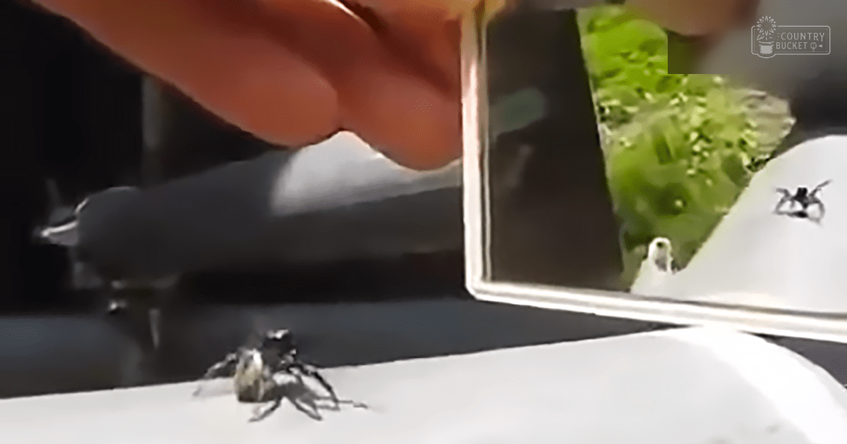 A beetle in an indoor setting, possibly a laboratory or workspace with natural light.