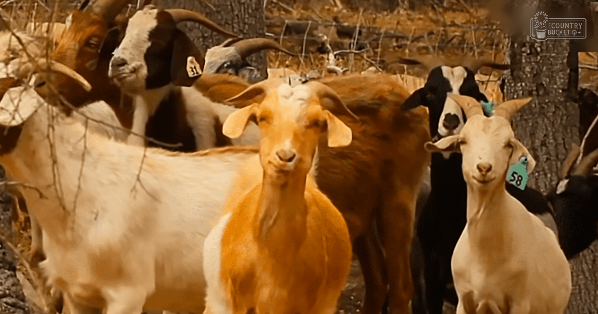 A herd of mixed-breed goats with distinct markings in an outdoor rural setting during autumn; fallen leaves on the ground suggest it is daytime.