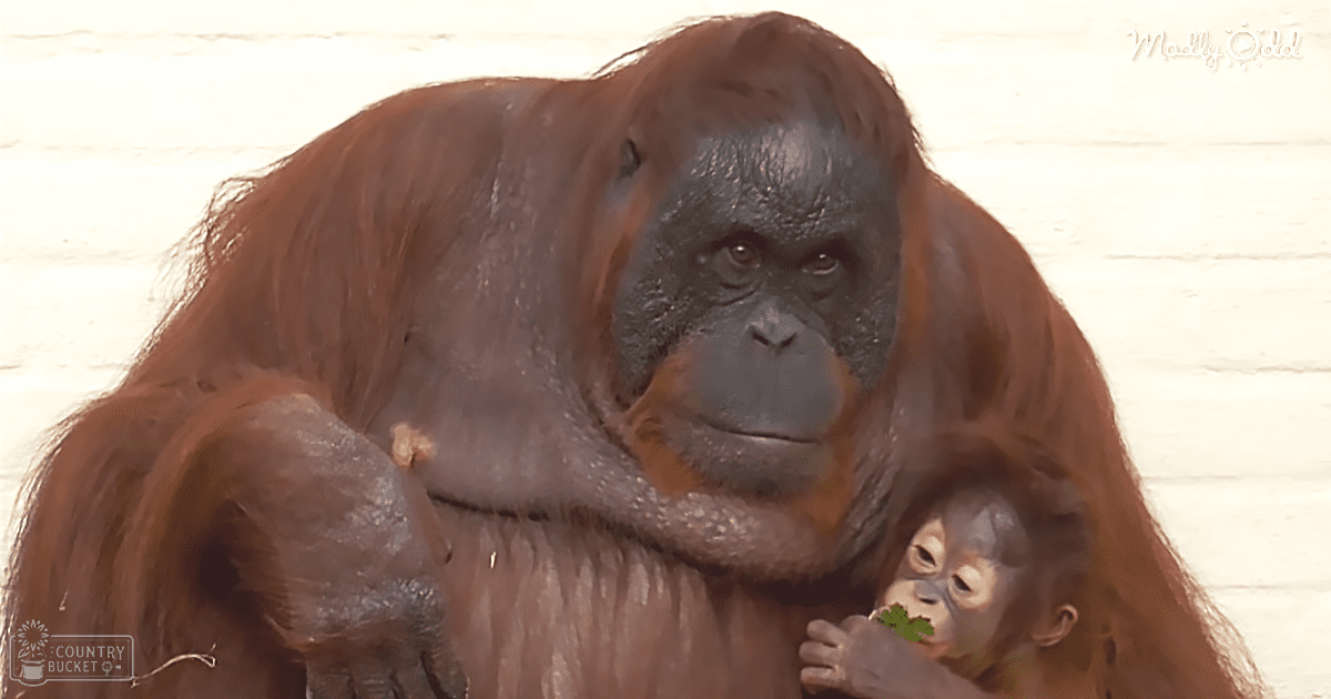 Adult and juvenile orangutans in an indoor setting against a white backdrop; adult has dark fur, reddish-brown hair on back; juvenile has lighter fur with darker face