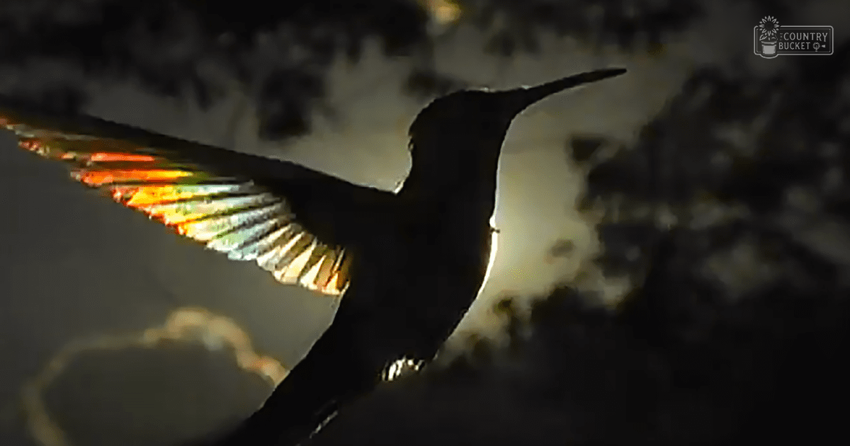 A close-up of a vibrant adult hummingbird with iridescent blue, green, and orange feathers, silhouetted against blurred foliage in an outdoor setting with soft morning or evening light.