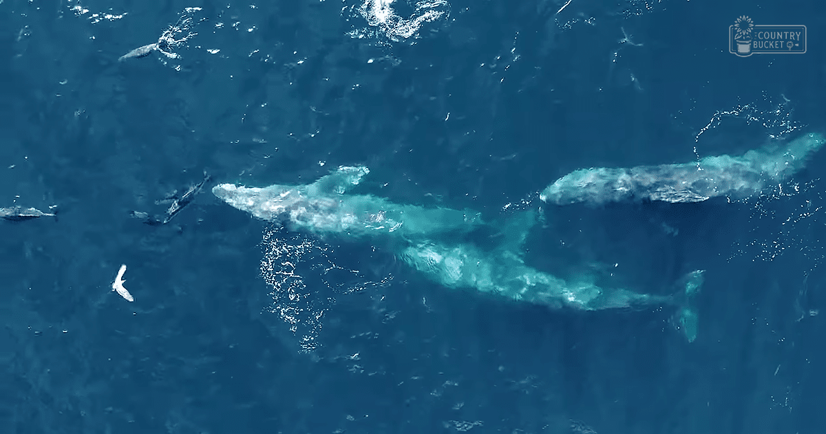 A pod of adult humpback whales in shades of blue and gray, swimming in a clear open ocean with visible white patches where they have surfaced or moved through the water.