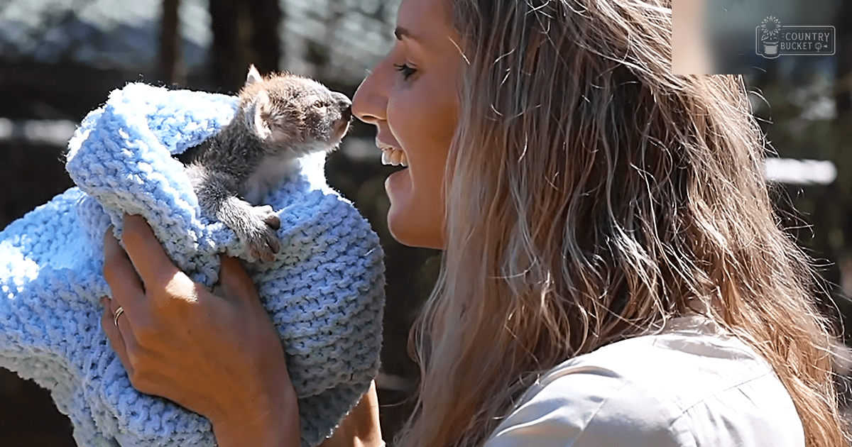 A baby koala with a grayish-brown coat is being held in a blue knitted blanket outdoors, surrounded by trees on what appears to be a bright, sunny day.