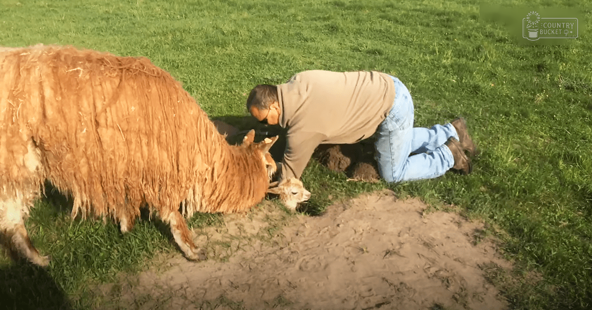 A middle-aged man interacts with animals in a rural, grassy field during the summer or spring season.