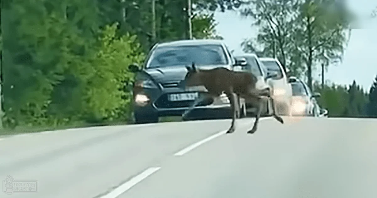 An adult deer with brown fur crossing a highway in front of modern vehicles under clear skies during spring or summer.