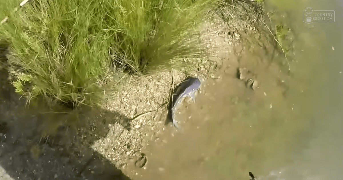 A lone fish swimming in a natural outdoor setting near a body of water surrounded by grassy terrain, with soft daylight illuminating the scene.