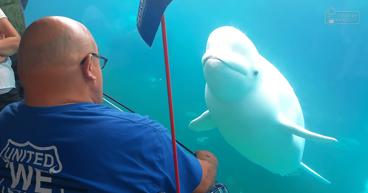 An adult male with glasses, wearing a blue 'UNITED WE' T-shirt and plaid shorts interacts with an adult beluga whale in a bright indoor aquarium setting.