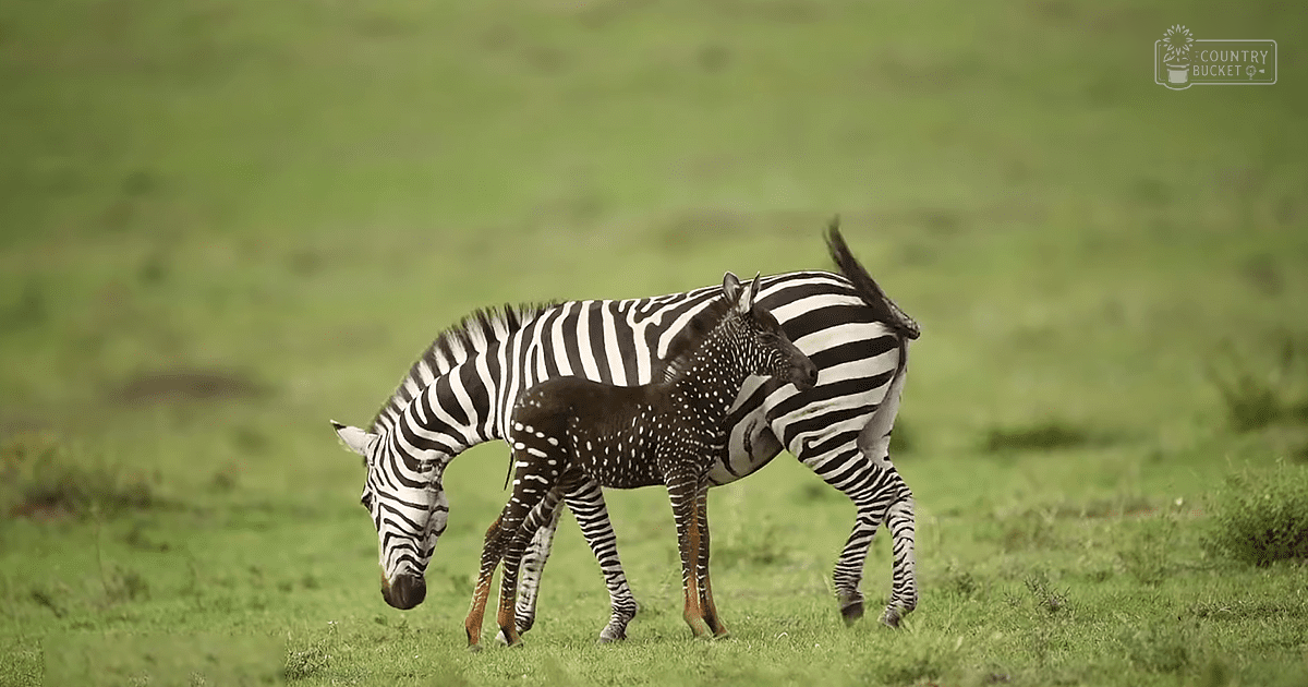 A unique spotted zebra stands in a lush green savanna field with typical striped zebras partially visible behind it.