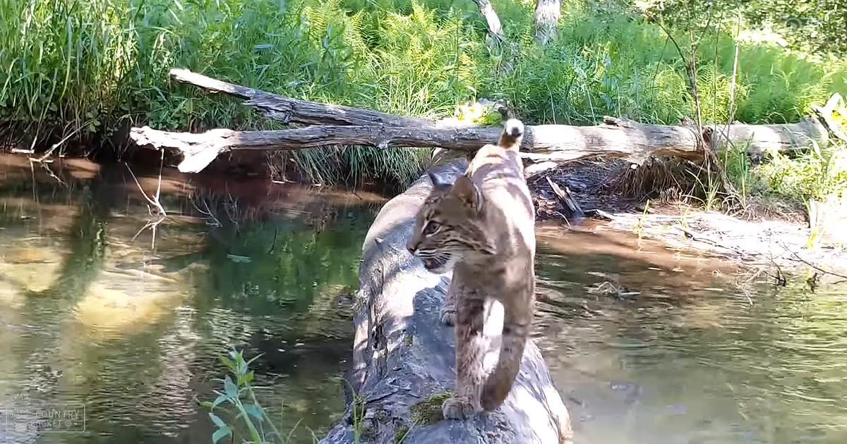 A bobcat with brownish-gray fur near a body of water in an outdoor setting with greenery and fallen logs on a bright, midday day.
