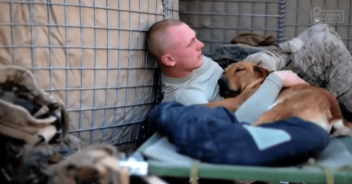An adult male wearing a light gray t-shirt and camouflage pants, lying down with a brown and white hound-like dog in an outdoor military setting with sandbags and a green cot.