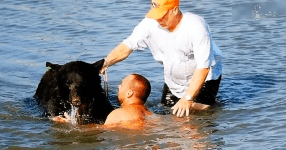 A man in a white shirt interacts with a black bear in calm, rippled water under soft daylight. Another man wearing an orange cap stands nearby.