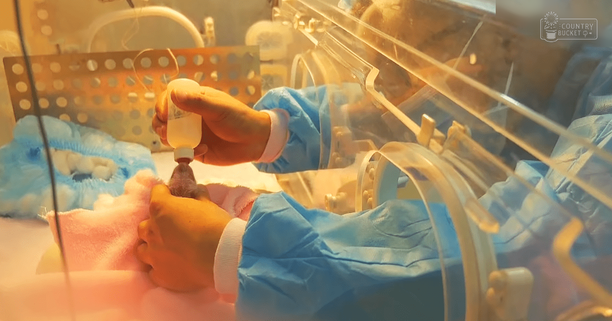 A newborn kitten or puppy is being bottle-fed in a hospital setting with medical equipment, indicating neonatal intensive care.