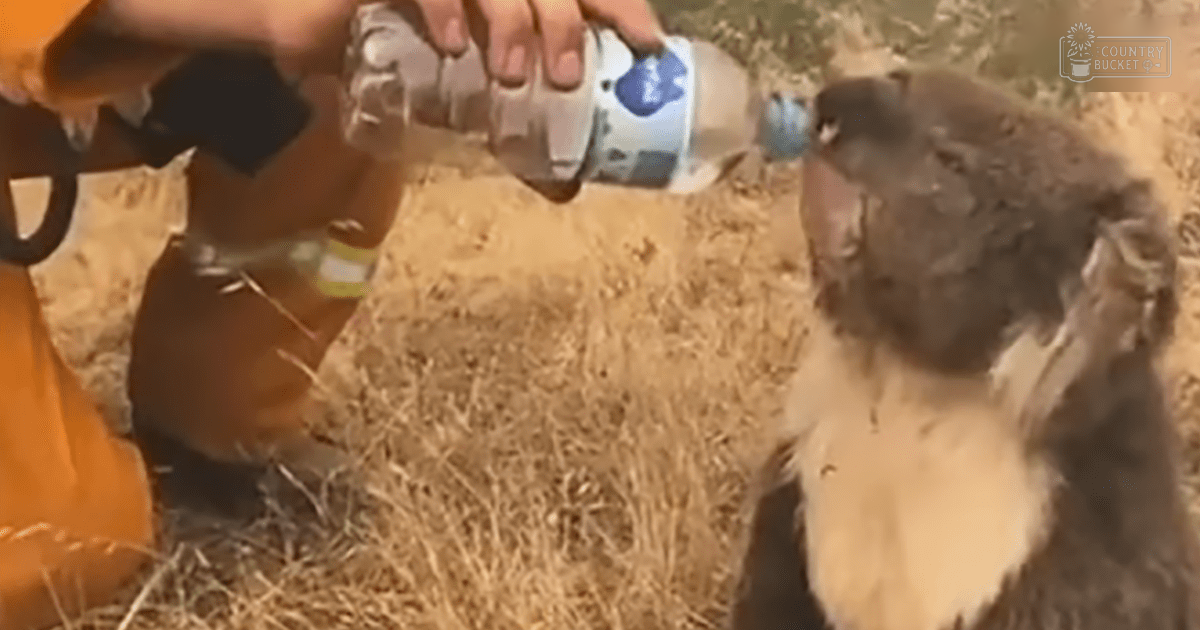 A child in orange overalls feeds a juvenile koala from a clear plastic bottle outdoors, likely in a warm season with natural daylight.