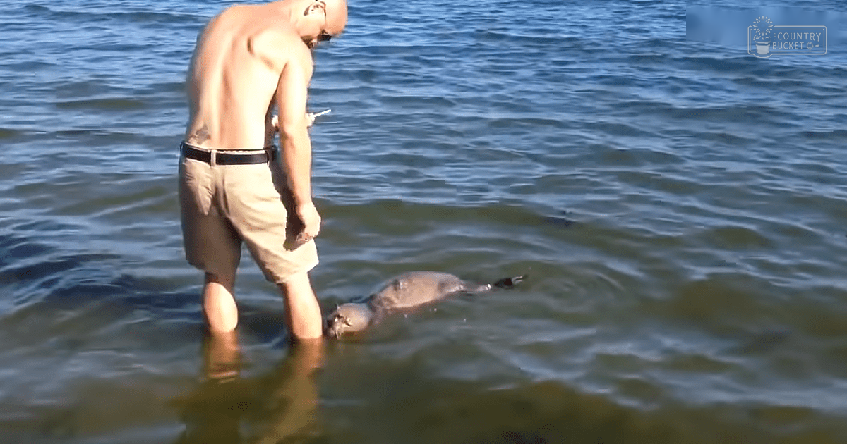 Adult male interacting with a juvenile seal or sea lion pup in calm water under bright daylight, summer setting.