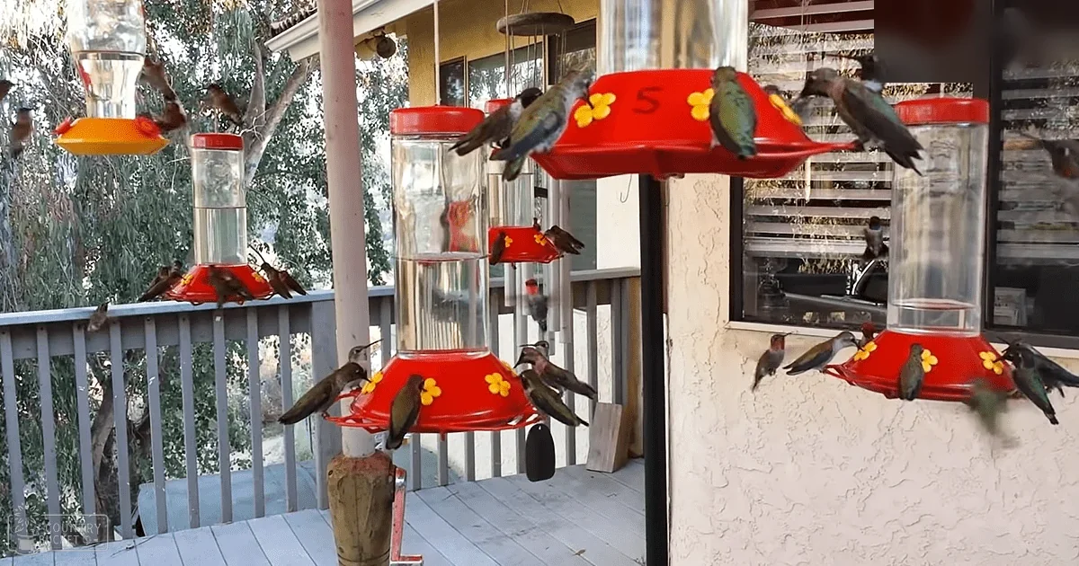 Adult-sized hummingbirds with iridescent green and blue feathers, white and yellow accents on wings and bodies; multiple red hummingbird feeders, wooden post, railing, windows, outdoor decor like wind chimes. Outdoor porch or patio area with trees and parts of a house in the background.
