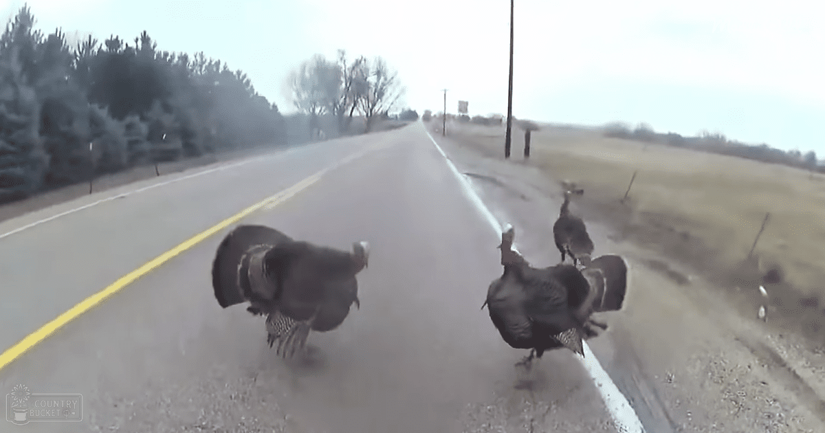 Adult turkeys with dark plumage and lighter markings on their heads and necks in a rural setting with overcast skies and muted greens and grays.