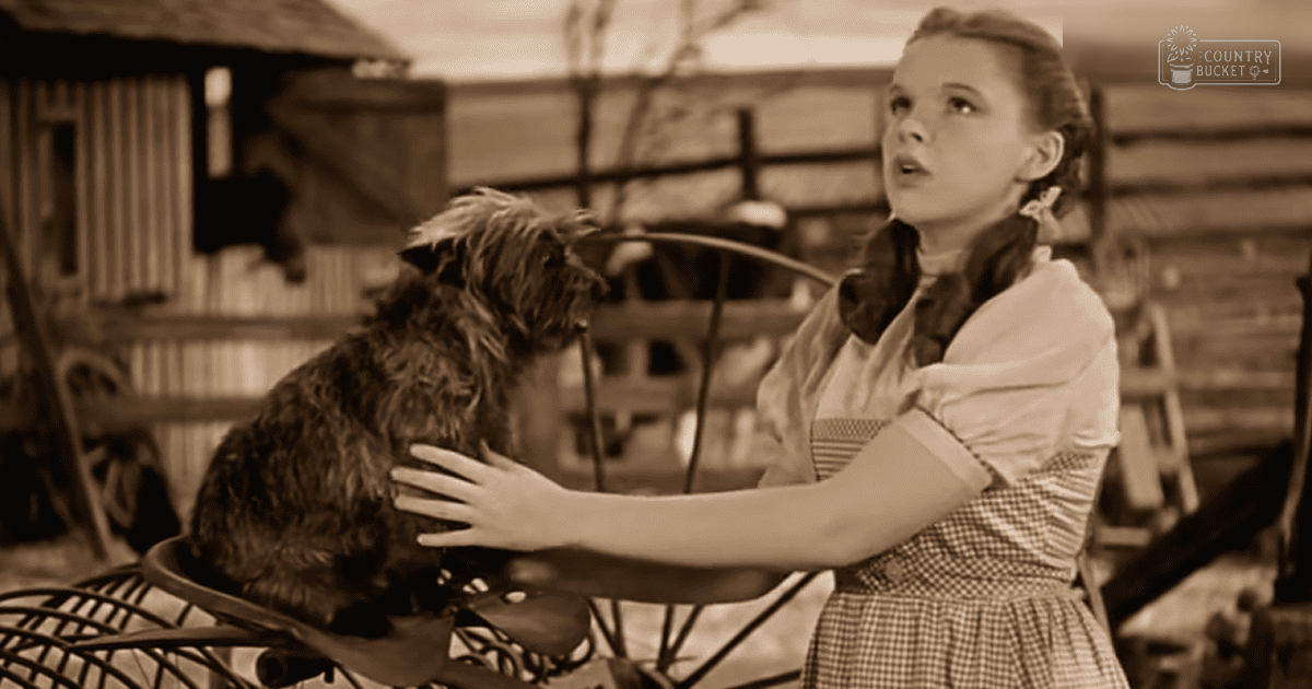 A young girl in a white blouse and checkered skirt stands near a dog in a rural setting with wooden structures and farm equipment.