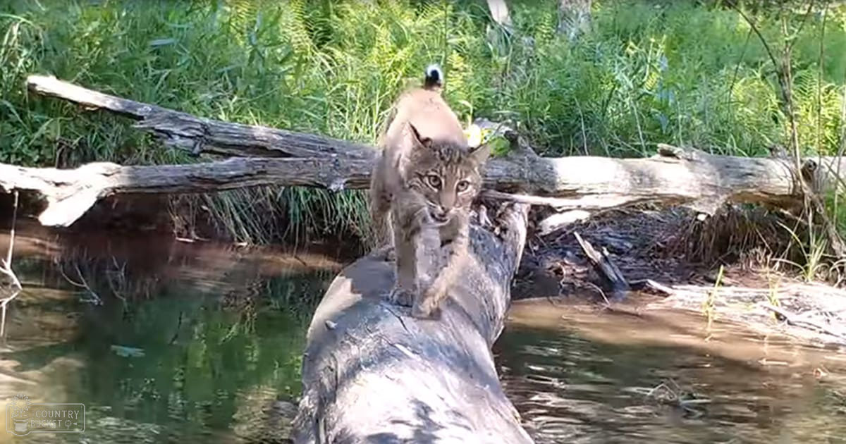 A bobcat with distinctive markings in a forested area near water during daytime with sunlight filtering through trees.