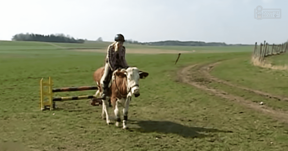 A Holstein cow being ridden by an adult female equestrian in a lush, open grassy field on a sunny day.