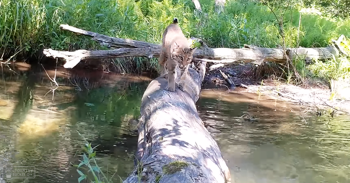 Adult lynx in a lush forest near water with bright sunlight filtering through trees.