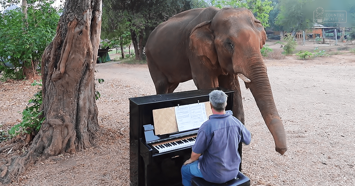 An adult male elephant with brown coat stands outdoors within a zoo or sanctuary setting, wearing a short-sleeved blue shirt and jeans near a black piano on a dry season day.