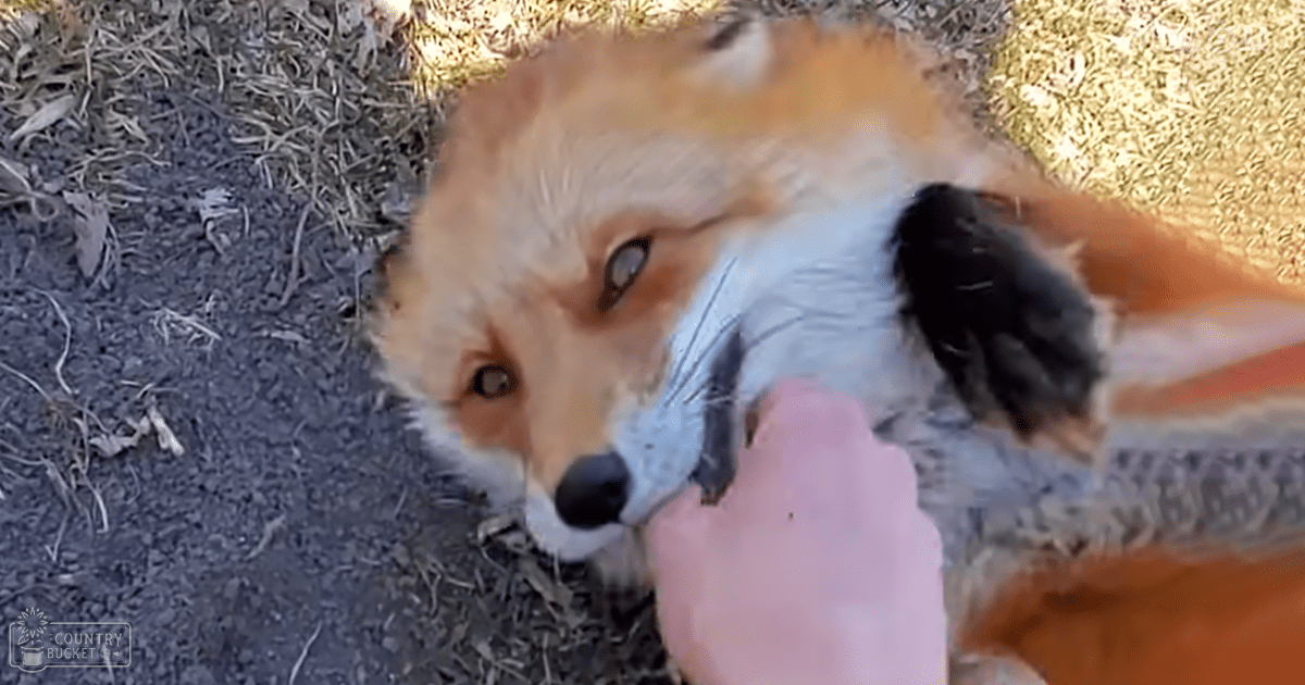 Red fox with white markings in a natural outdoor setting during late afternoon light.
