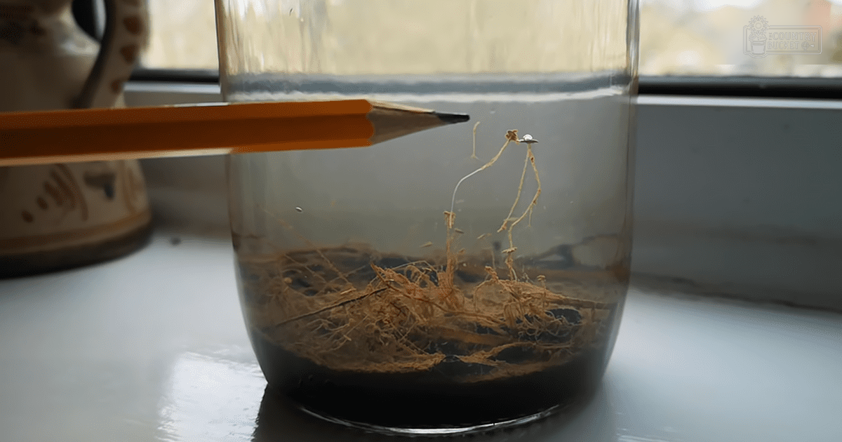 A root system in water, measured by an orange pencil indoors near a window with sheer curtains.