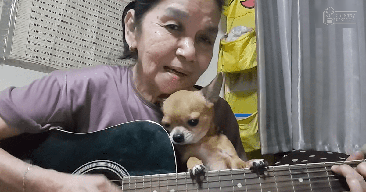 An older adult female with a tan chihuahua playing an acoustic guitar in a home setting on a bright day, wearing a purple t-shirt and casual attire.