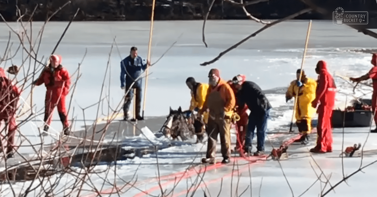 A rescue operation involving an adult male and female near a dog on an icy riverbank during winter.
