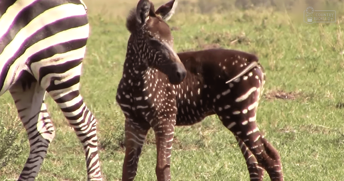 A zebra foal with dark brown coat marked by white stripes and spots stands amidst a grassy field at dusk.