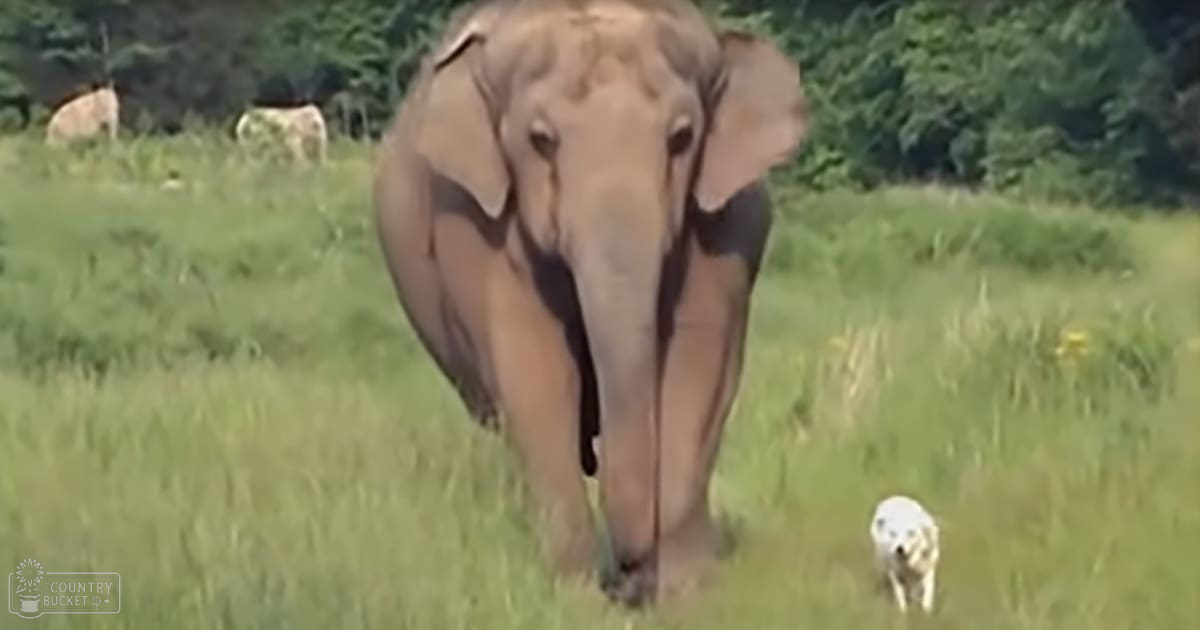 An adult-sized elephant with a light brown coat stands in a lush, green grassy field on a bright day.