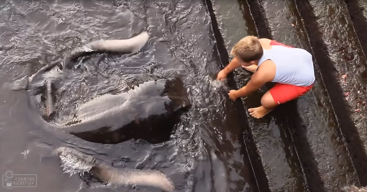 A young male toddler in a white sleeveless shirt and red swim shorts interacts with a large fish near an outdoor water setting under natural daylight.