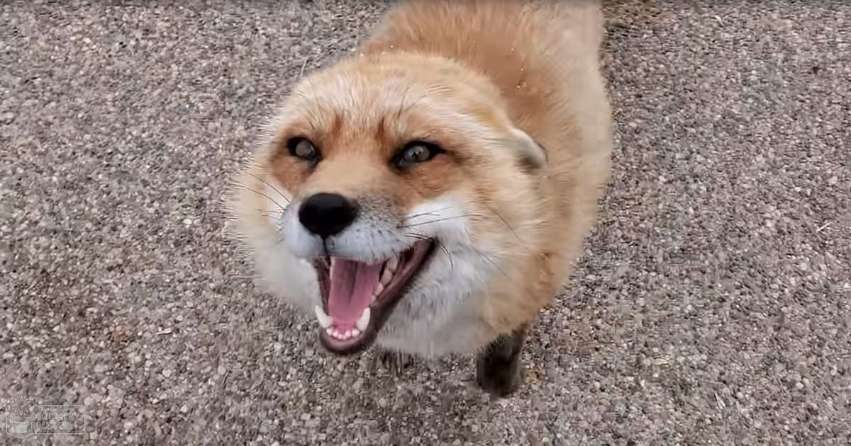 A fox with reddish-brown fur, white underbelly, and a black nose is outdoors. Its mouth is open showing teeth, eyes are alert.