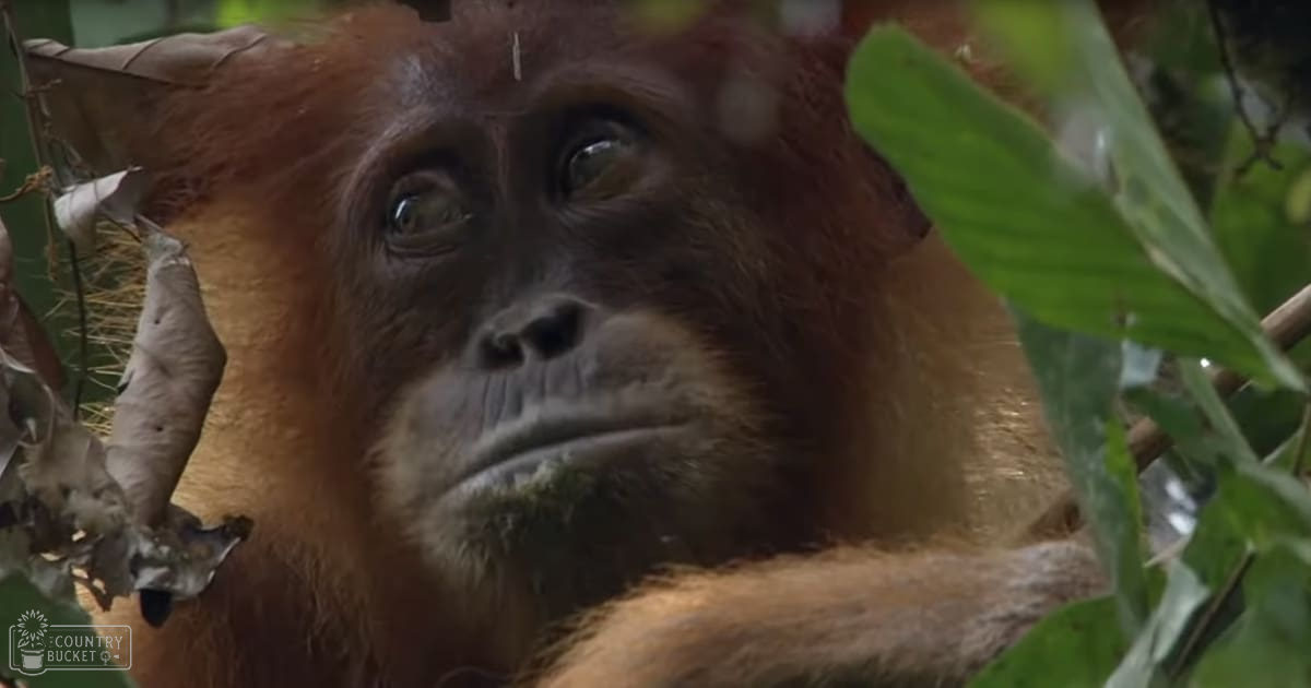 A wild adult orangutan with reddish-brown fur in a dense forest setting, surrounded by lush green foliage under natural daylight.