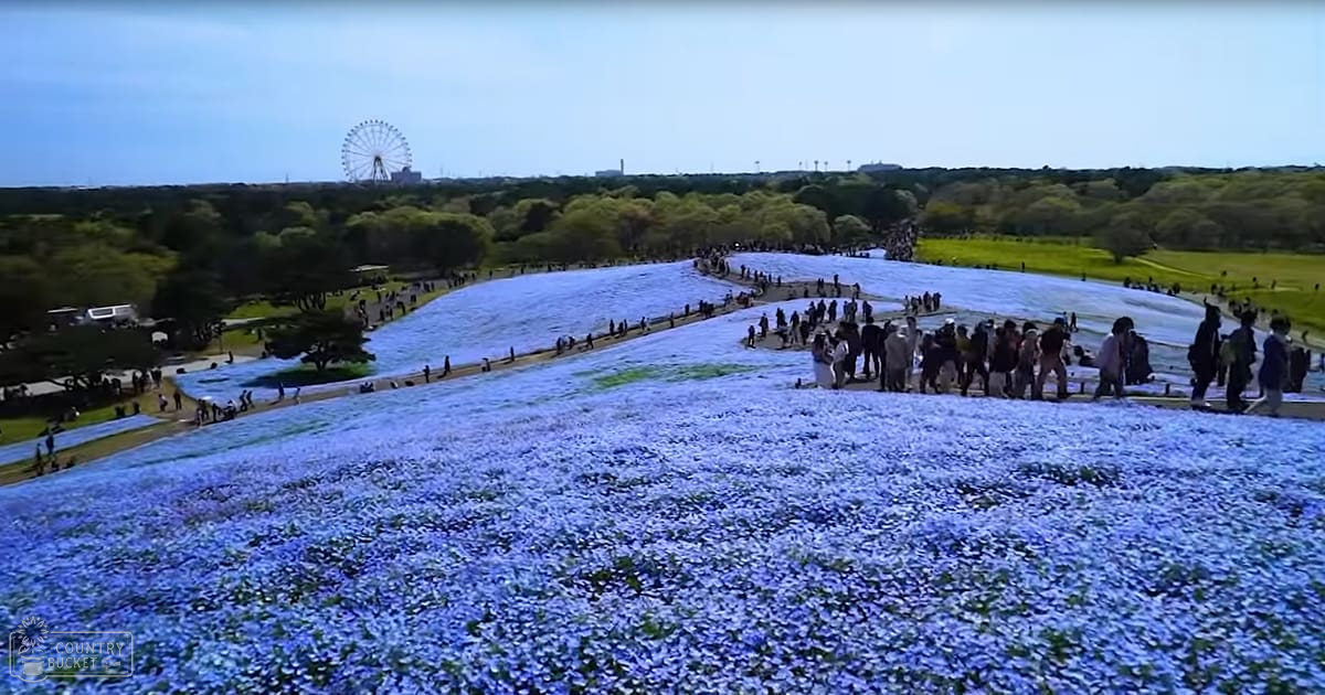 A field of blue nemophila flowers in a park with a large Ferris wheel in the background under clear skies during spring or summer.