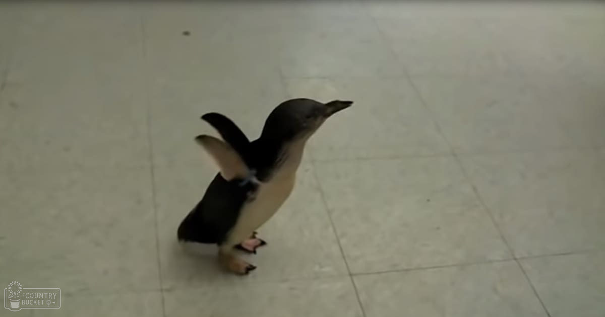 A juvenile penguin with black and white plumage stands on a light-colored tiled floor indoors.