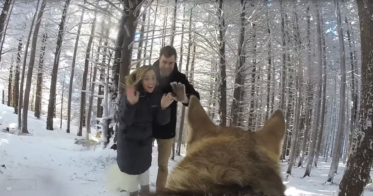A large German Shepherd or similar breed dog with light brown fur stands in a snowy forest setting, surrounded by tall snow-covered trees and under the soft light of late afternoon or early evening.