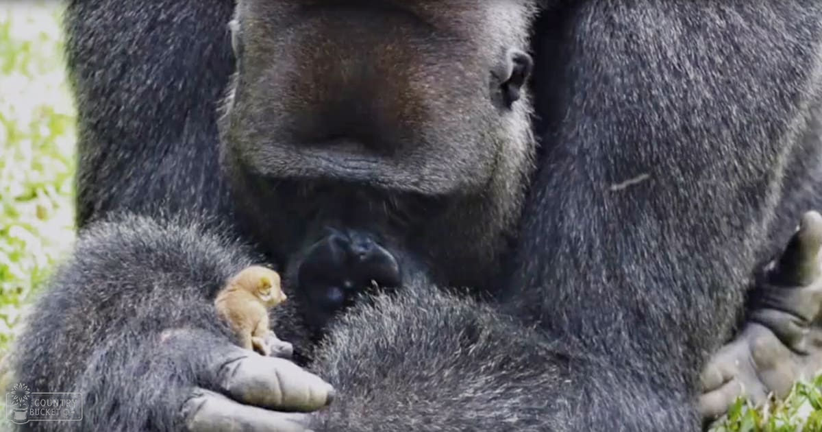 A large adult gorilla with dark fur holding a smaller baby gorilla in a lush, outdoor setting likely during spring or summer under natural sunlight.