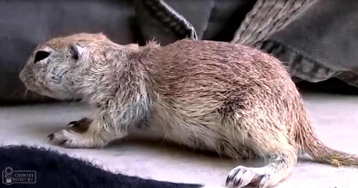 A prairie dog with light brown fur and darker patches around its face and ears, indoors possibly in a zoo or animal exhibit setting.