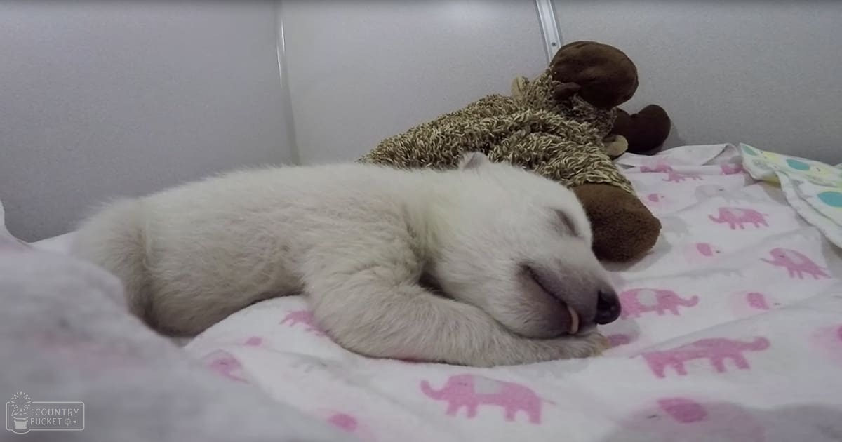 A white, fluffy puppy rests on a pink elephant-patterned blanket near a stuffed teddy bear in an indoor home setting with soft lighting.