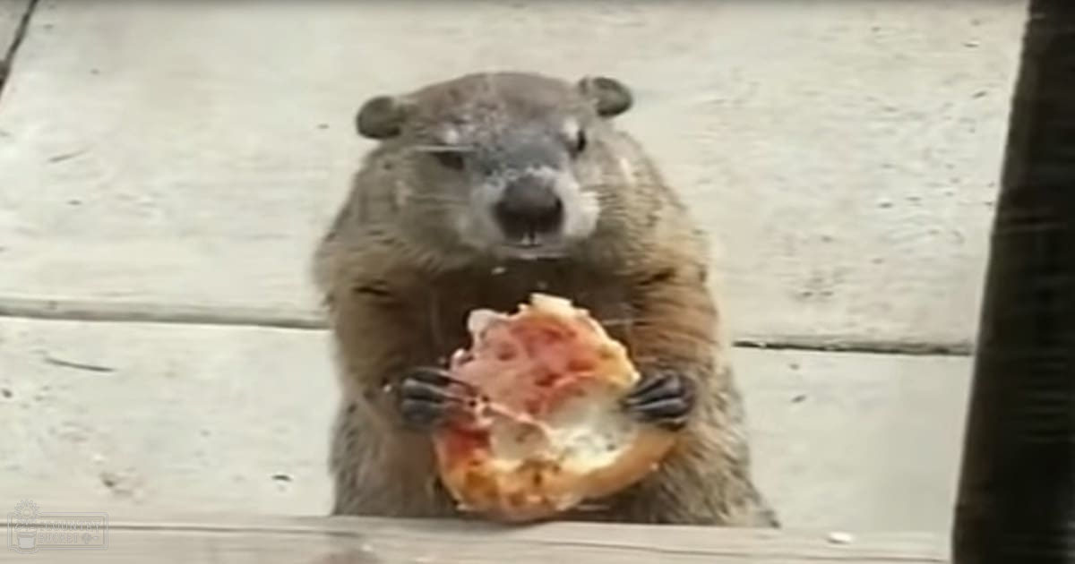 A brown and white groundhog stands on a concrete surface, possibly a sidewalk or patio area.